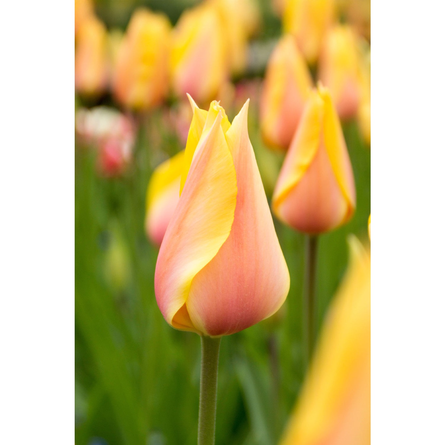 Tulip Single Late Blushing Beauty (Long Stems) 6 Bulbs Ready for ...