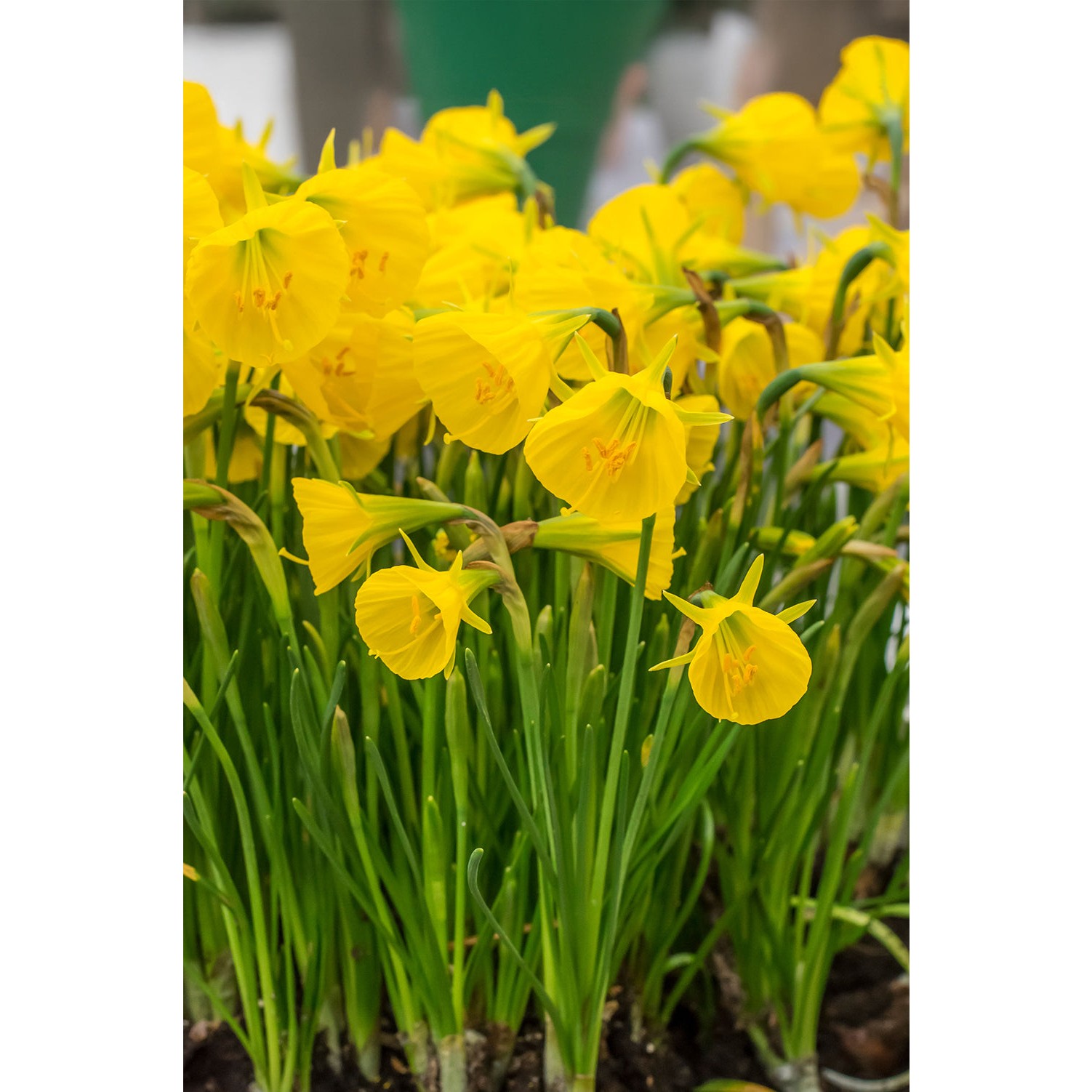 Spring Bulb Selection Ring Patio Set: Ring The Bell Collection 10 Bulbs Ready for Planting Now in ...