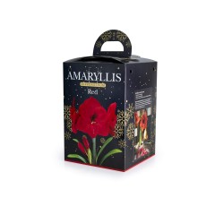 Amaryllis Red Gift Box