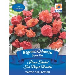Begonia Odorosa Sweet Pink