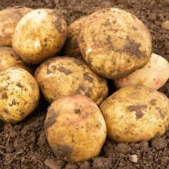 Cara Seed Potatoes