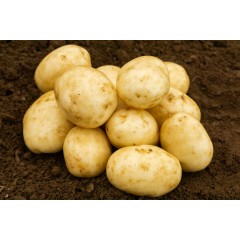 Carlingford Seed Potatoes