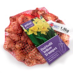 Yellow Trumpet Daffodils 1.5kg net by Jamieson Brothers® 