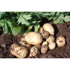Accord Seed Potatoes
