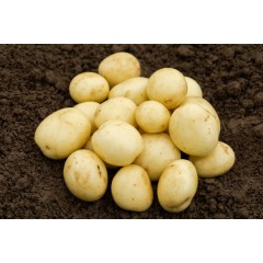 Gemson Seed Potatoes