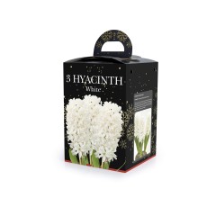 Hyacinth White (3 bulb) - Gift Box