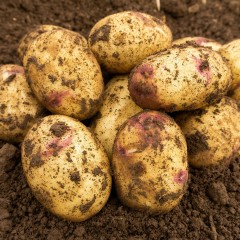 Kestrel Seed Potatoes