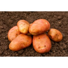 Kondor Seed Potatoes