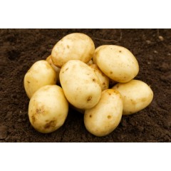 Nadine Seed Potatoes
