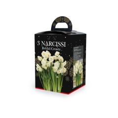 Narcissus Bridal Crown (3 bulb) - Gift Box by Jamieson Brothers® 