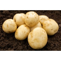 Pentland Javelin Seed Potatoes 