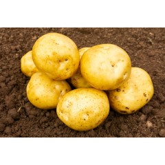 Premiere Seed Potatoes