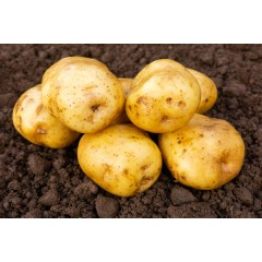 Record Seed Potatoes