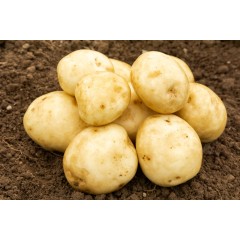 Seed Potatoes HOME GUARD First Early SCOTTISH CERTIFIED SEED 