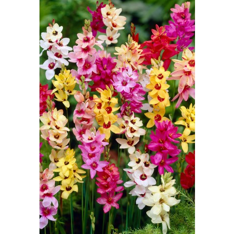 Ixia Mix 30 Bulbs Ready for Planting Now in UK Autumn Outdoor Gardens
