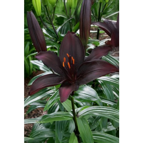 Lilium Asiatic Black 2 Bulbs Ready for Planting Now in UK Autumn Outdoor Gardens
