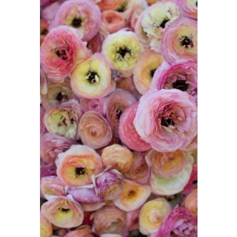 Ranunculus Pastel Mix 12 Bulbs Ready for Planting Now in UK Autumn Outdoor Gardens