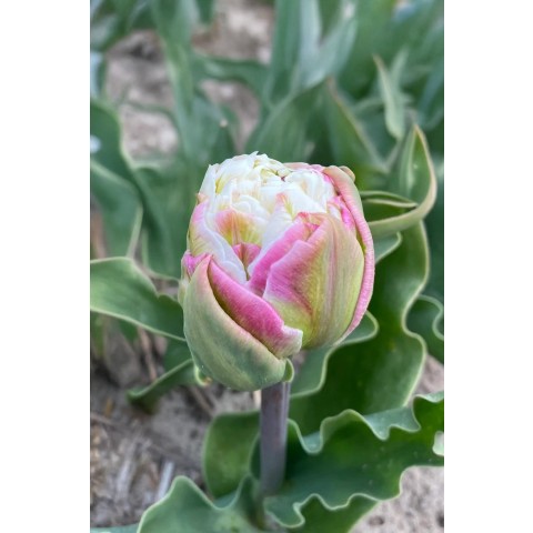 Tulip Double Late Peggy Wonder 3 Bulbs Ready for Planting Now in UK Autumn Outdoor Gardens