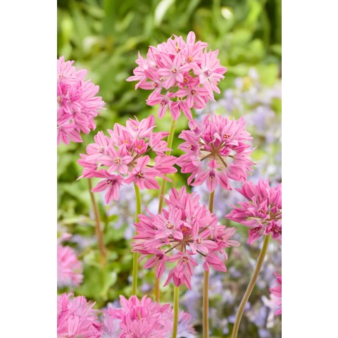 Bees&Butterflies 100 Bulbs Ready for Planting Now in UK Autumn Outdoor Gardens by Jamieson Brothers