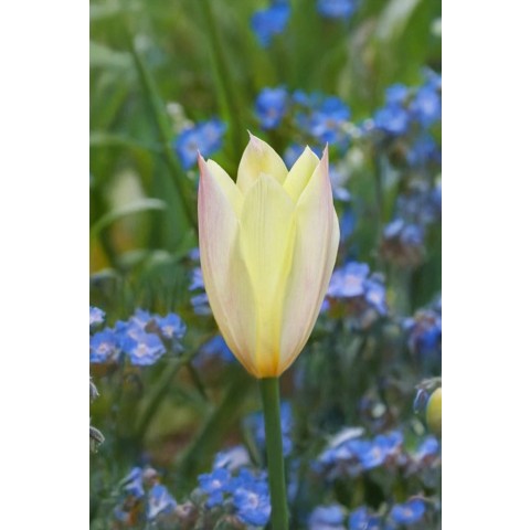 Best Friends, Glow In The Dark: Tulip Honky Tonk & Saxatillis, 25 Bulbs Ready for Planting Now in UK Autumn Outdoor Gardens