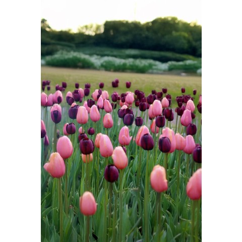 Best Friends, Night's Blush: 7 Bulbs, Tulip Menton and Tulip Queen of the Night Ready for Planting Now in UK Autumn Outdoor Gardens