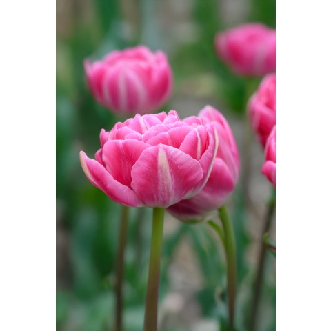 Tulip Voque 7 Bulbs Ready for Planting Now in UK Autumn Outdoor Gardens