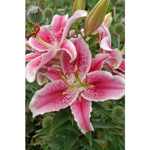 Lily Oriental Stargazer (2 Bulbs) and Wildflower 'Butterfly' Mix Seeds