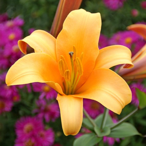 Lilium Trumpet African Queen 2 Bulbs Ready for Planting Now in UK Autumn Outdoor Gardens