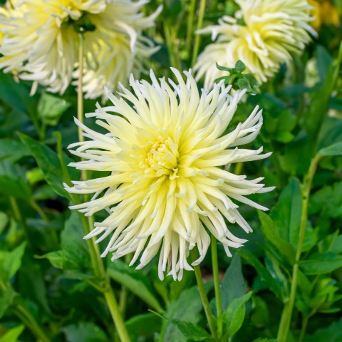 Dahlia Cactus Yellow Star (Dahlia Pinnata) 1x Top Quality Spring Planting Flower Bulb