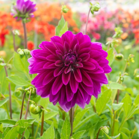 Dahlia Decorative Le Baron (Dahlia Pinnata) 1x Spring Planting Flower Bulbs