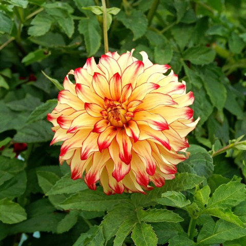 Dahlia Lady Darlene (Dahlia Pinnata) 2x Spring Planting Flower Bulbs| Flower Bulbs for Planting Now UK | Plant Garden Outdoor | Jamieson Brothers