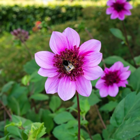 Dahlia Mignon Blue Bayou (Dahlia Pinnata) 1x Top Quality Spring Planting Flower Bulb