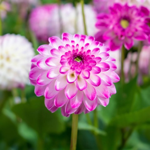 Dahlia Pink Isa (Dahlia Pinnata) 1x Spring Planting Flower Bulbs