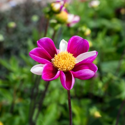 Dahlia Smarty (Dahlia Pinnata) 1x Spring Planting Flower Bulbs