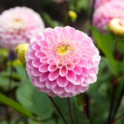Dahlia Wizard Of Oz (Dahlia Pinnata) 1x Top Quality Spring Planting Flower Bulb