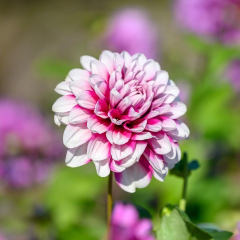 Dahlia Decorative Mystery Day (Dahlia Pinnata) 1x Spring Planting Flower Bulbs| Flower Bulbs for Planting Now UK | Plant Garden Outdoor | Jamieson Brothers