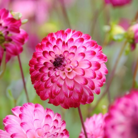 Dahlia Little Robert (Dahlia Pinnata) 1x Spring Planting Flower Bulbs| Flower Bulbs for Planting Now UK | Plant Garden Outdoor | Jamieson Brothers