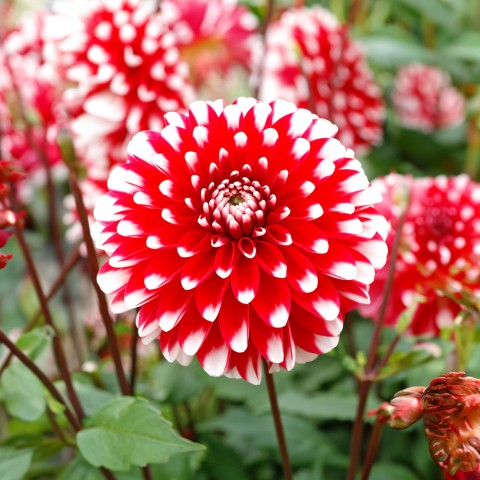 Dahlia Park Little Tiger (Dahlia Pinnata) 1x Top Quality Spring Planting Flower Bulb