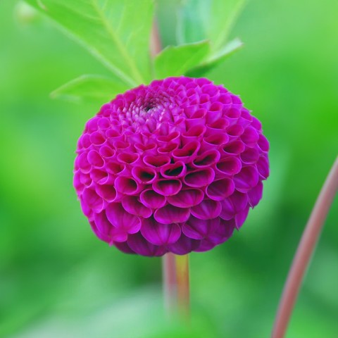 Dahlia Pompon Rocco (Dahlia Pinnata) 1x Top Quality Spring Planting Flower Bulb