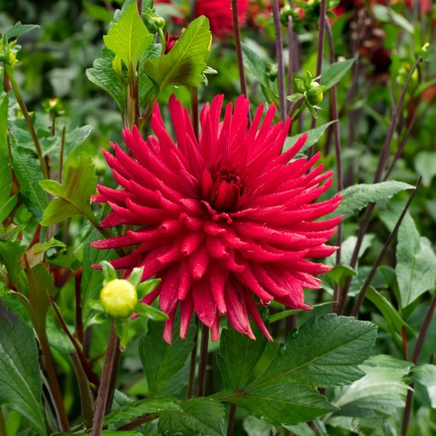 Dahlia Decorative Burning Love (Dahlia Pinnata) 1x Top Quality Spring Planting Flower Bulb