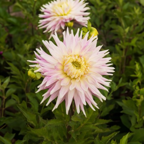 Dahlia Kiev (Dahlia Pinnata) 2x Spring Planting Flower Bulbs