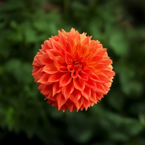Dahlia Decorative Orange Duet (Dahlia Pinnata) 1x Top Quality Spring Planting Flower Bulb