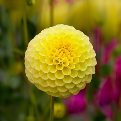 Dahlia Deepest Yellow (Dahlia Pinnata) 1x Top Quality Spring Planting Flower Bulb