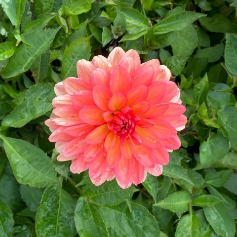 Dahlia Go Go Peach (Dahlia Pinnata) 1x Spring Planting Flower Bulbs