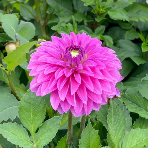 Dahlia Go Go Pink (Dahlia Pinnata) 1x Top Quality Spring Planting Flower Bulb