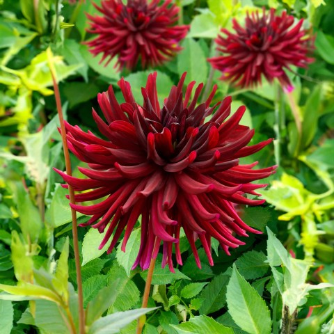 Dahlia Nuit D'Été (Dahlia Pinnata) 1x Top Quality Spring Planting Flower Bulb