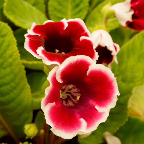 Gloxinia Kaiser Friedrich (Gloxinia Tigrinum) 2x Spring Planting Flower Bulbs