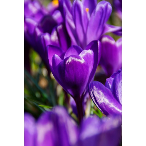 Crocus Large flowering Flower Record 20 Bulbs Ready for Planting Now in UK Autumn Outdoor Gardens