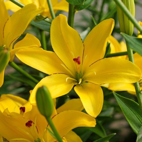 Lilium Asiatic Yellow 2 Bulbs Ready for Planting Now in UK Autumn Outdoor Gardens