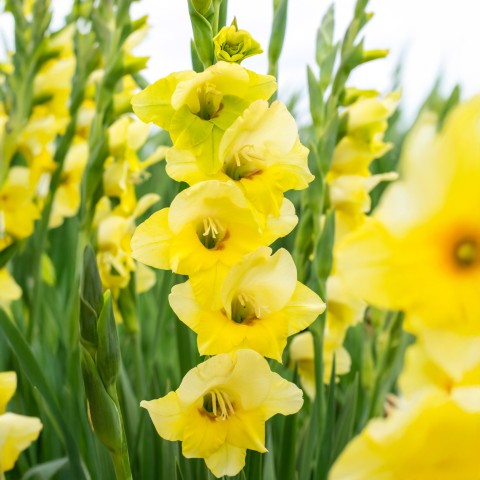 Gladiolus Maxial (Gladiolus Hortulanus) 10x Spring Planting Flower Bulbs